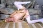 th_IMG_8915.jpg 2.2K
